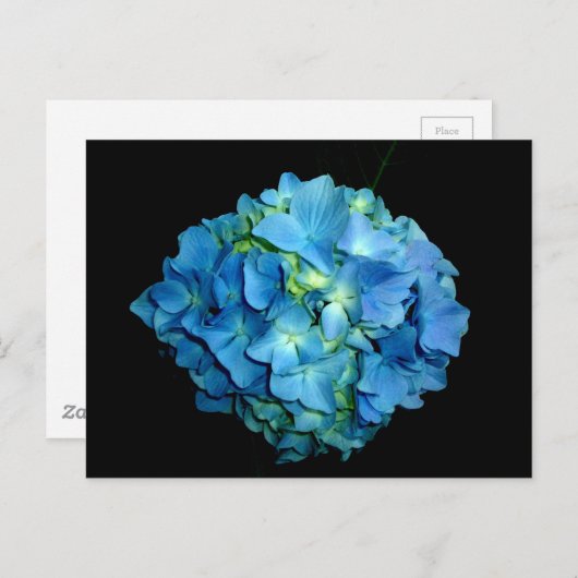 Blue Hydrangea Briefkaart (Voorkant / Achterkant)