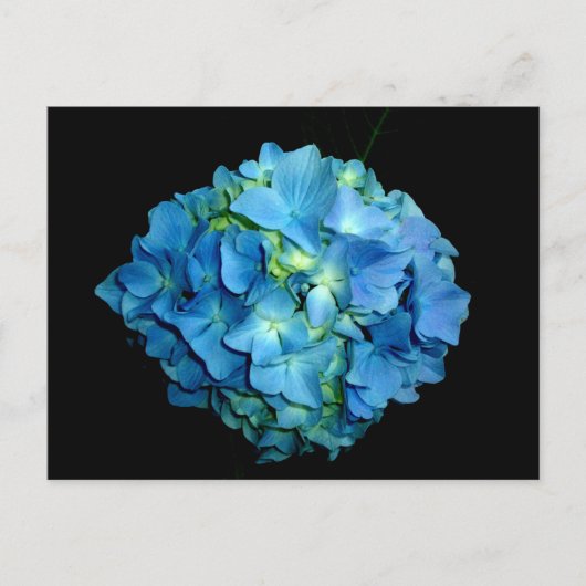Blue Hydrangea Briefkaart (Voorkant)