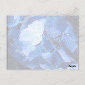 Blue Hydrangea - Carte postale (Dos)