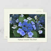 Blue Hydrangea Collectable Flower Briefkaarten (Voorkant / Achterkant)