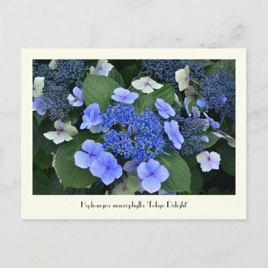 Blue Hydrangea Collectable Flower Briefkaarten (Voorkant)