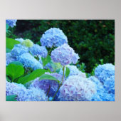 Blue Hydrangea Fleurs d'art estampe affiches (Devant)