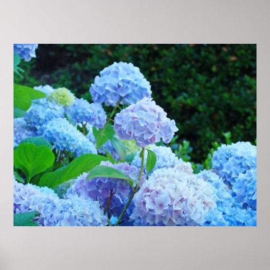 Blue Hydrangea Fleurs d'art estampe affiches (Devant)