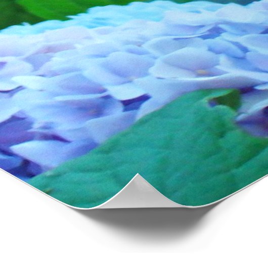 Blue Hydrangea Fleurs d'art estampe affiches (Coin)