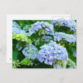 Blue Hydrangea Fleurs Jardin cartes postales Botan (Devant / Derrière)