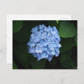 Blue Hydrangea Floral Foto Briefkaart (Voorkant / Achterkant)