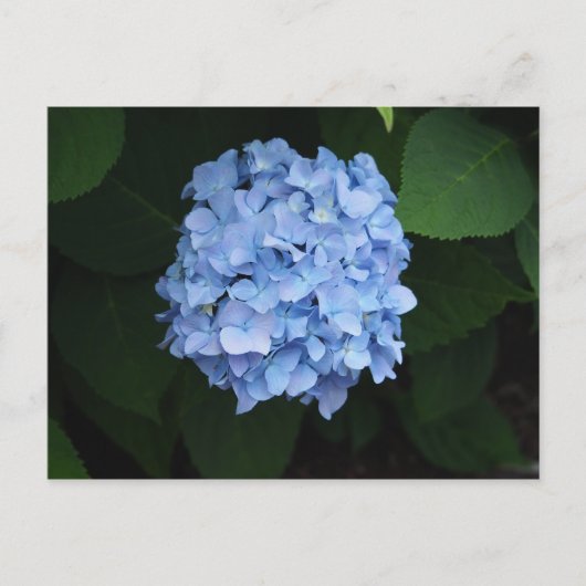 Blue Hydrangea Floral Foto Briefkaart (Voorkant)