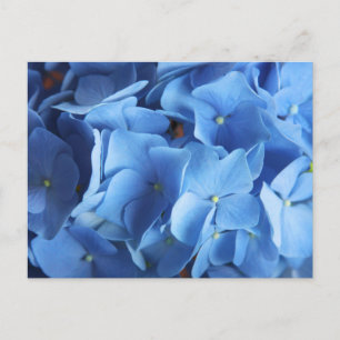 Blue Hydrangea Flower Photography Briefkaart