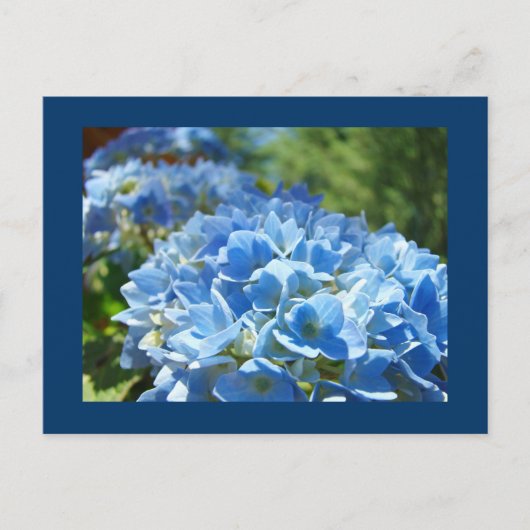 Blue Hydrangea Flowers briefkaarten Jouw tekst toe (Voorkant)