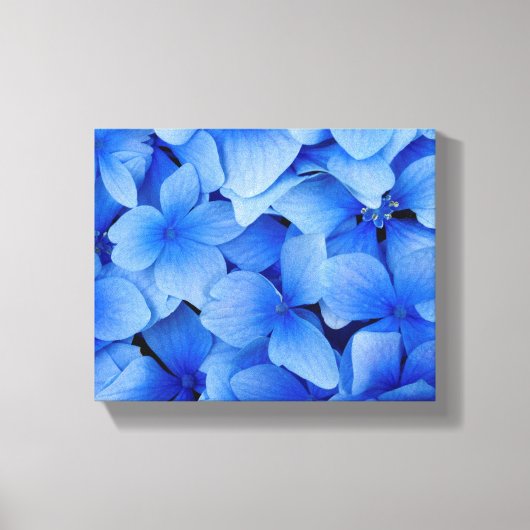 Blue Hydrangea Flowers Canvas Afdruk (Voorkant)