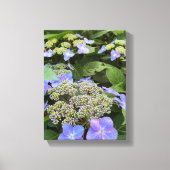 Blue Hydrangea Flowers Canvas Afdruk (Voorkant)