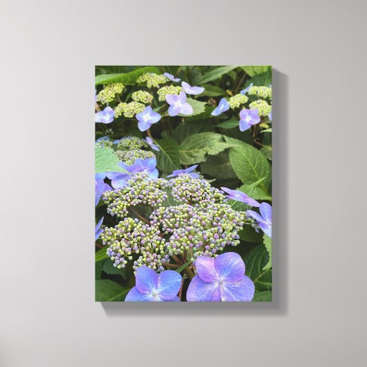 Blue Hydrangea Flowers Canvas Afdruk (Voorkant)