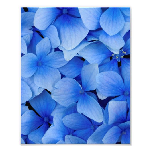 Blue Hydrangea Flowers Foto Afdruk (Voorkant)