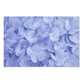 Blue Hydrangea Foto Afdruk (Voorkant)