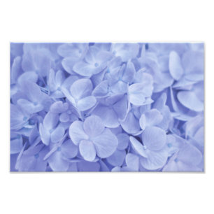 Blue Hydrangea Foto Afdruk