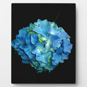 Blue Hydrangea Fotoplaat