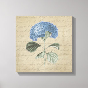 Blue Hydrangea op kalligrafie Canvas Afdruk