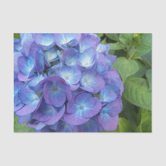 Blue Hydrangea Petals Floral Tissuepapier (Voorkant)