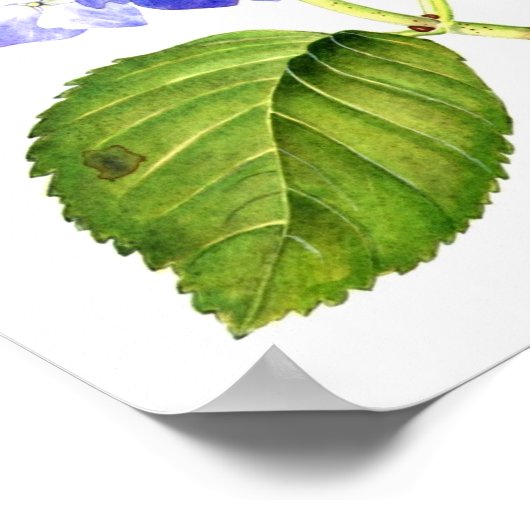 Blue Hydrangea Poster (Hoek)