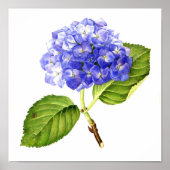 Blue Hydrangea Poster (Voorkant)