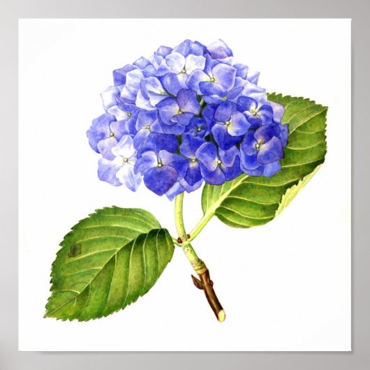 Blue Hydrangea Poster (Voorkant)