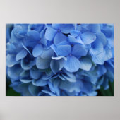 Blue Hydrangea Poster (Voorkant)