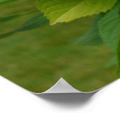 Blue Hydrangea Poster (Hoek)