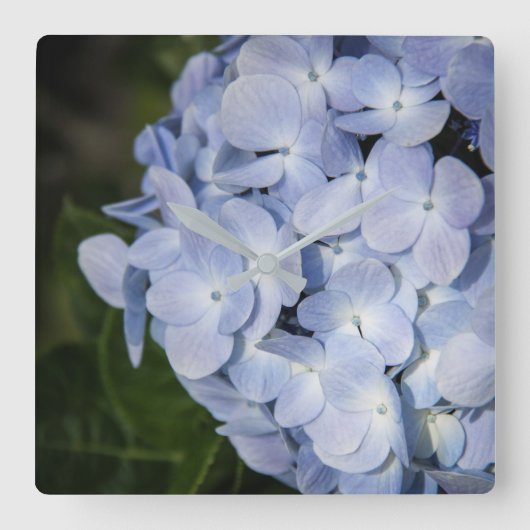 Blue Hydrangea Wall Clock Vierkante Klok (Voorkant)