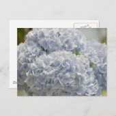 Blue Hydrangeas Briefkaart (Voorkant / Achterkant)