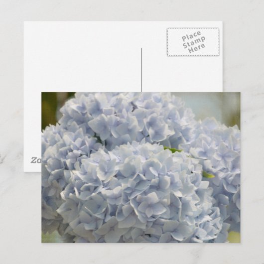 Blue Hydrangeas Briefkaart (Voorkant / Achterkant)