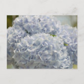 Blue Hydrangeas Briefkaart (Voorkant)