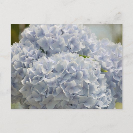 Blue Hydrangeas Briefkaart (Voorkant)