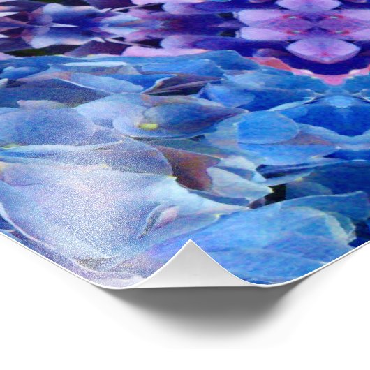 Blue Hydrangeas Fleurs Photo Imprimer (Coin)
