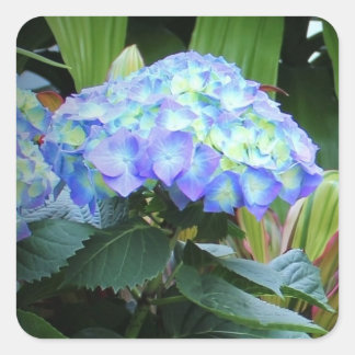 Blue Hydrangeas Flowers Floral Nature Photography  Vierkante Sticker