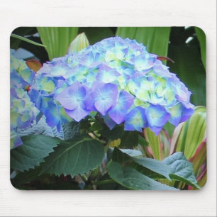 Blue Hydrangeas Flowers Floral Natuur Fotografie Muismat