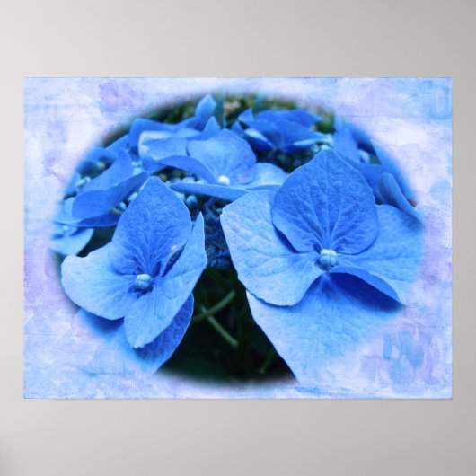 Blue Hydrangeas - Poster (Voorkant)