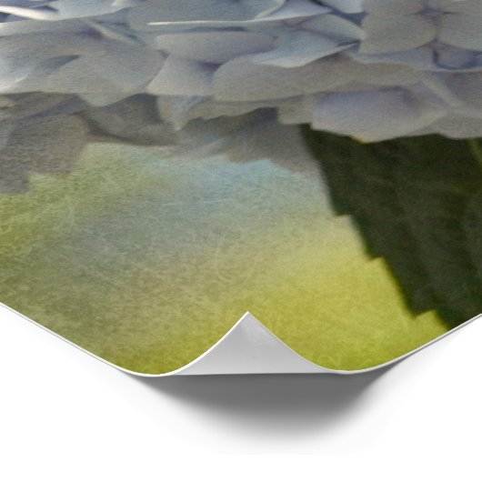 Blue Hydrangeas Poster (Hoek)