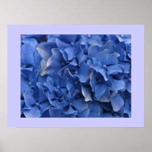 Blue Hydrangeas Print