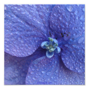 Blue Hydrenga Sluiten met regendruppels Foto Afdruk