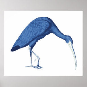 Blue Ibis vogel illustratie Poster
