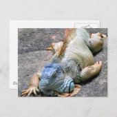 Blue Iguana Briefkaart (Voorkant / Achterkant)