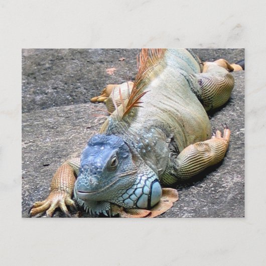 Blue Iguana Briefkaart (Voorkant)