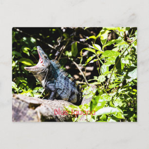 Blue Iguana Briefkaart