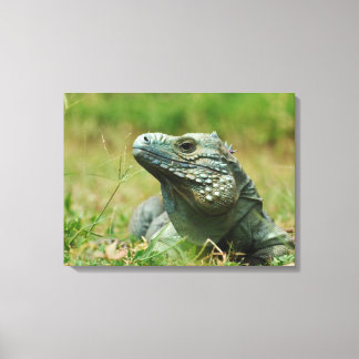 Blue Iguana Canvas Afdruk