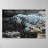 Blue Iguana Print (Voorkant)
