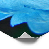 Blue Impression (hydrangea) Poster (Hoek)