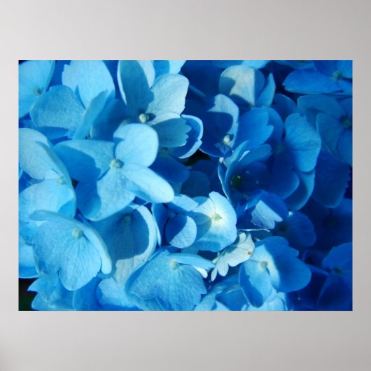 Blue Impression (hydrangea) Poster (Voorkant)