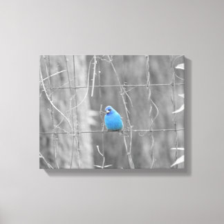 Blue Indigo Bird Canvas Afdruk