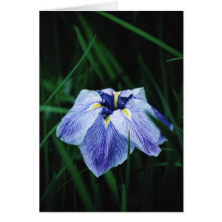 Blue Iris