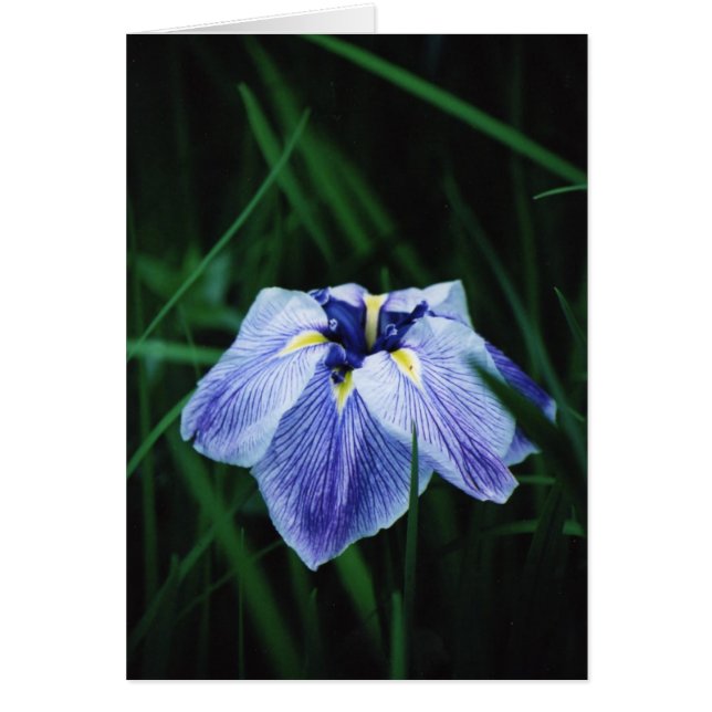 Blue Iris (Voorkant)